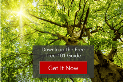 free 101 guide